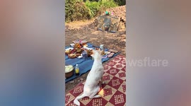 Pet dog prays before eating meal