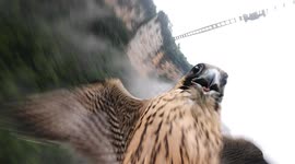 Peregrine falcon attacks drone during routine inspection at China’s grand canyon