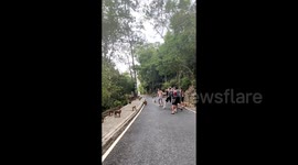 Tourists maneuver to fend off mischievous monkeys at China’s mountain