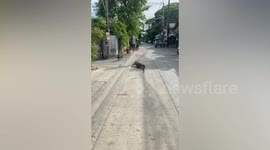 Giant 'Godzilla' monitor lizard shuffles across street