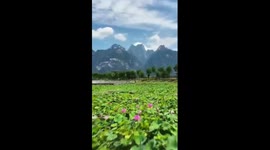 Lotus flowers in full bloom at foot of China's Mount Huashan