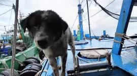 Eight 'pirate dogs' rescued when police seized illegal oil tankers are without homes