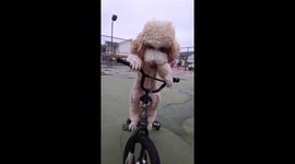 Giant poodle delights onlookers in China by riding bicycle