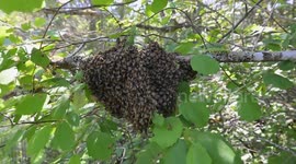 USA: A swarm of honey bees clings to the branch of a tree along the Umpqua River