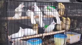 Vietnamese animal smuggler arrested after caught red-handed packing birds