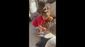 Child's tender gesture: pillow comfort for pampered cat