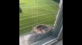 Intense encounter: mother bird's stern gaze