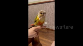 China:  A Charming Little Parrot