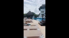 Wild encounter: coati kittens and mother at Riviera Maya resort