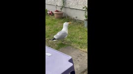 Seagull enjoys daily ham in kitchen visit