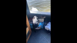 Boat cat faces off with protective swans