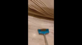 Cat's quirky antics: Savannah's sofa surprise