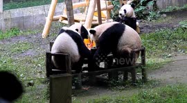 Chongqing zoo celebrates giant pandas' 5th birthday with unique hotpot cake feast