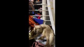 Resident cat rants about incoming feline in playful video