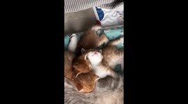 Kitten snuggles up with siblings