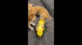 Unlikely friends! Pet parrot snuggles up with kittens