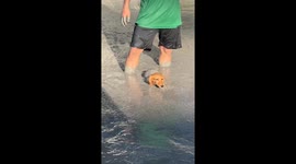 Dachshund puppy stuck in thick sinking mud rescued