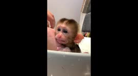 Little Monkey Baby Taking a Bath