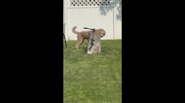 Dog Can't Seem To Find Squirrel