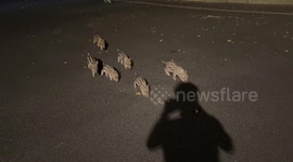 Six baby wild boars amble across a dark road in China