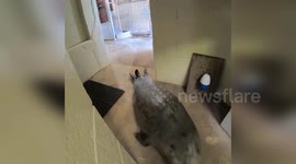 USA: Milwaukee County Zoo Shares Harbor Seal Weigh