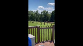 Deer Hops Fence and Runs With Dogs