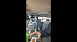 Blue Heeler Puppy Chooses His Human Over Hot Dog
