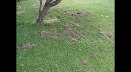 Garden Badger 27-6-24