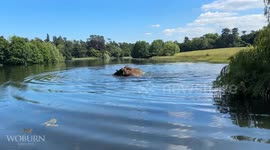 UK: Elephants Beat the Heatwave with a Dip at Drakeloe Lake