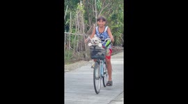 Pet dog enjoys riding in bicycle basket