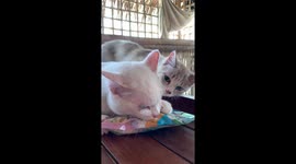 Pet cat refuses to share treats with sibling