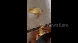Chinese girl composed her own lullaby to get duckling to sleep