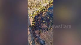 Oil spill turns beach black in the Philippines