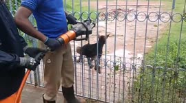 Heroic firefighters rescue dog trapped in gate in India