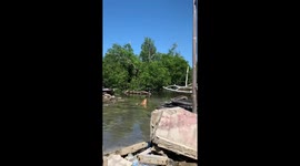Contemplative canine: serenity in the water