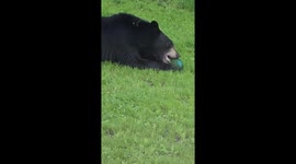 Bear cub robs bird feeders in Winnipeg