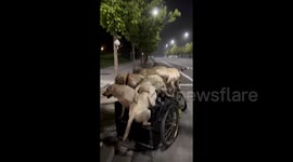 Chinese man creates a unique sight with a tricycle fully packed with dogs