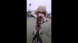 Poodle rides mini bicycle on a basketball court in China