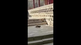 Clever cat appears from hole in stone steps