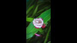 Time-lapse photography records epiphyllum blooming at summer night
