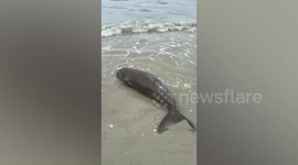 Orphaned baby dugong pushed by waves into beach rescued