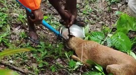 Heroic firefighters rescue dog with head stuck in milk container in southern India