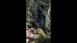 Rare monkey breastfeeding caught on camera in SW China