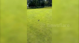 Golfer's shock after spotting snake slithering across the green on UK course
