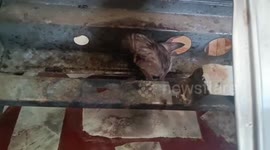 Cat rescued from gas stove in southern India household