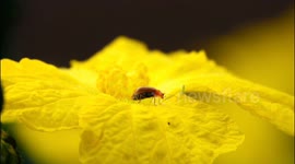 China: Biodiversity