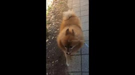 A dog is feeling hot while walking on a sunny day with me near my house.
