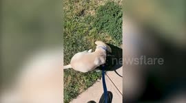 Dog who had his two front legs amputated hops around like a kangaroo