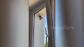 Birds build nest from scratch in just 15 days