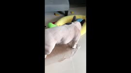 Pet French bulldog wants to help owner open parcel